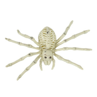 Kostra pavúka 24 cm