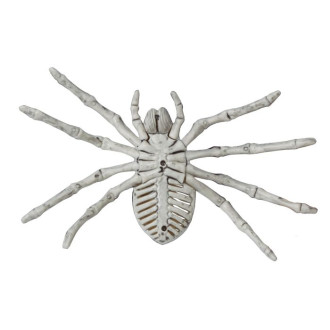 Kostra pavúka 24 cm
