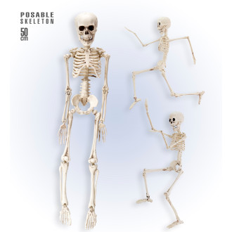 Widmann Kostra - Skeleton 50 cm