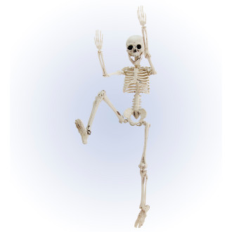 Widmann Kostra - Skeleton 50 cm